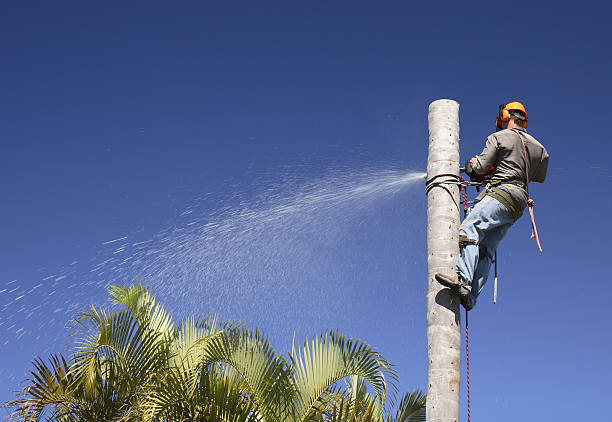 Reliable Brook Highland, AL Tree Services Solutions