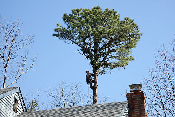 How Our Tree Care Process Works  in  Brook Highland, AL